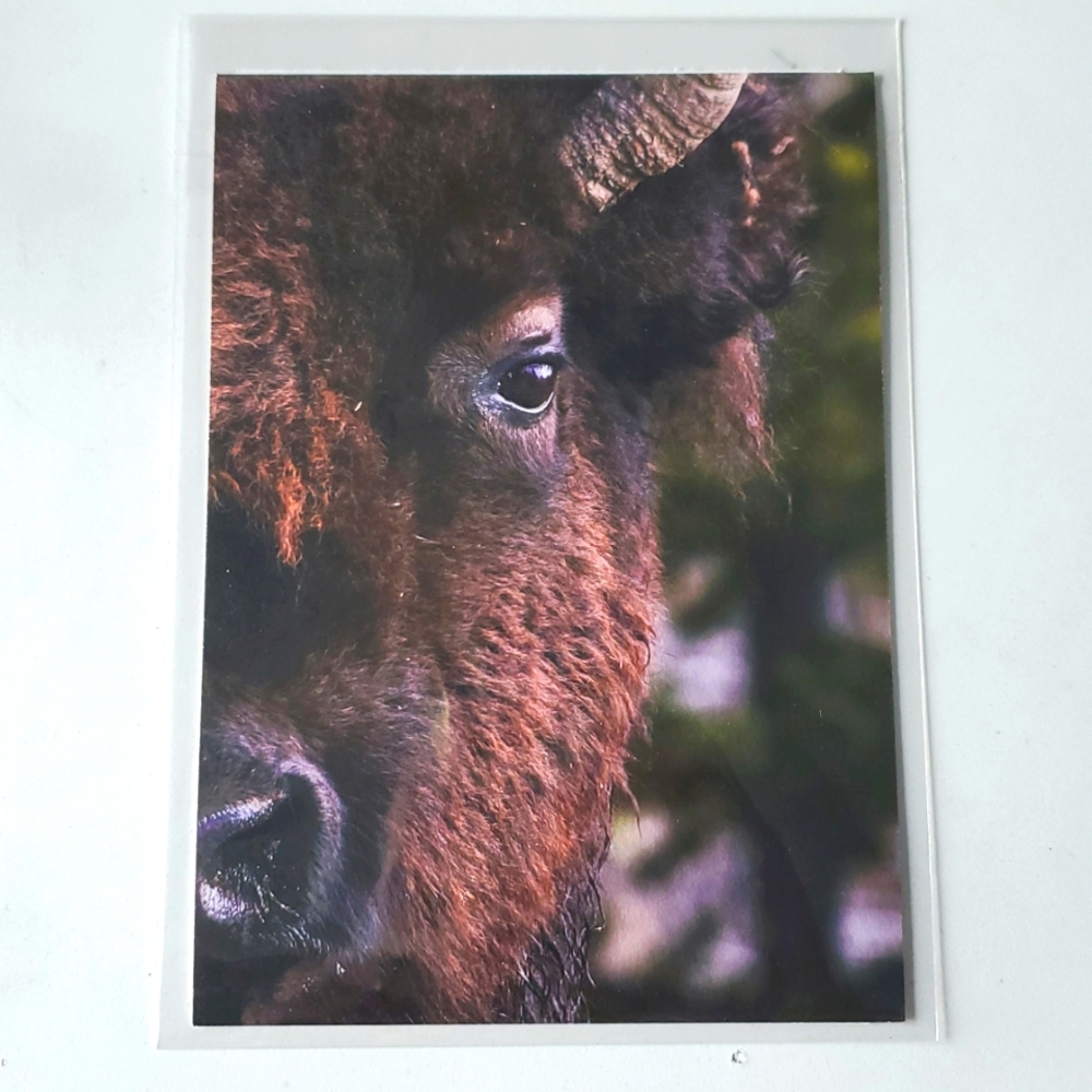 "Eye To Eye" 5x7‎ or 8x10 Paper Photograph by Karen Geerken Photography